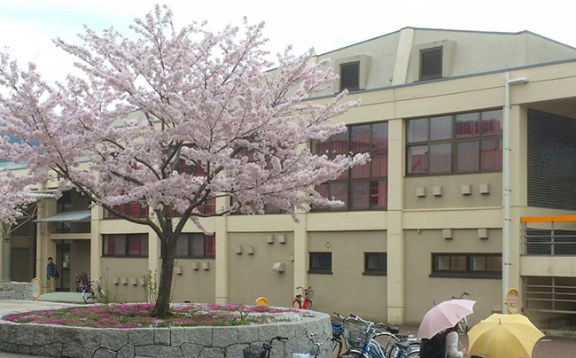 yamaguchi-the-pale-sakura-of-yamaguchi-city-168889-(1).jpg